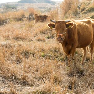 Cattle farm