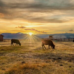 Cow on a field at sunset