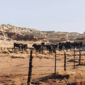 Grazing cattle in the west