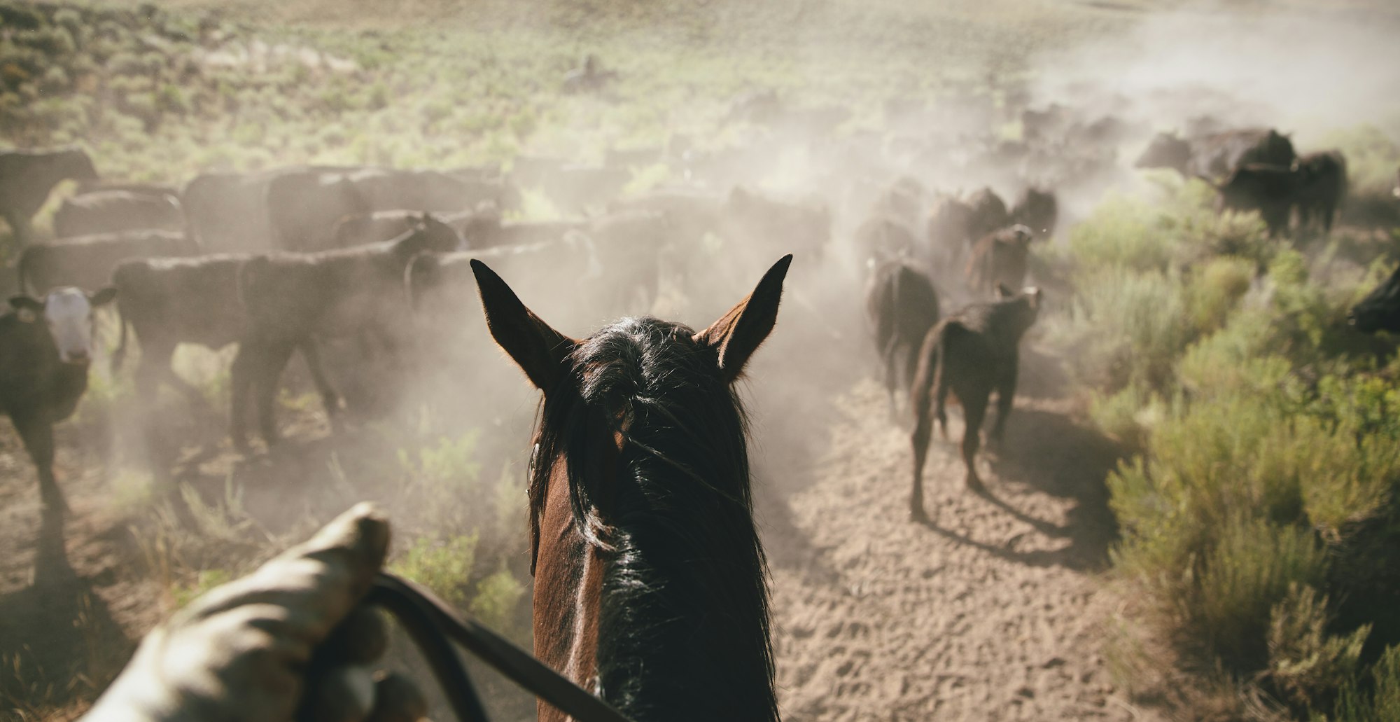 The perspective of a cowboy on horseback herding cattle in a dusty rural landscape.