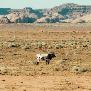 White brown spotted cow standing in the Arizona Desert